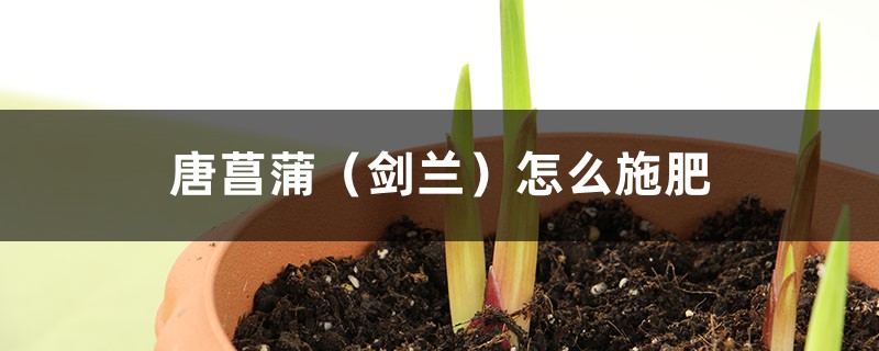 唐菖蒲(剑兰)怎么施肥 唐菖蒲(剑兰)怎么施肥