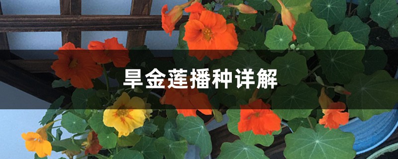 旱金莲播种详解 旱金莲播种详解