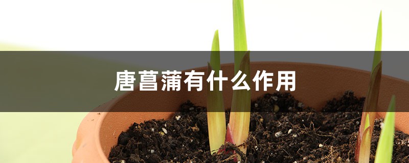 唐菖蒲有什么作用 唐菖蒲有什么作用