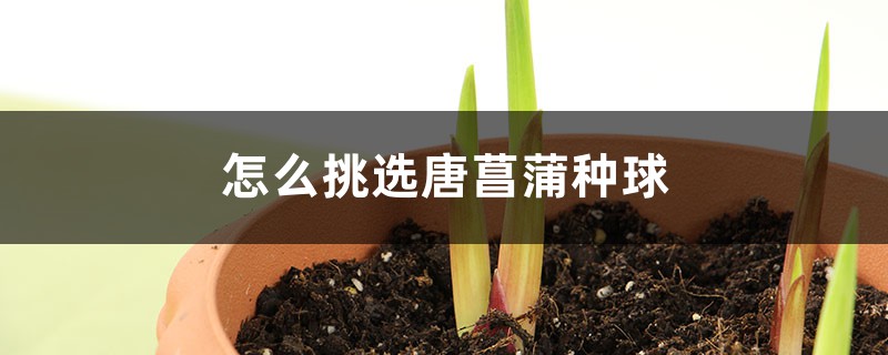 怎么挑选唐菖蒲种球 怎么挑选唐菖蒲种球