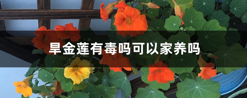 旱金莲有毒吗可以家养吗 旱金莲有毒吗可以家养吗