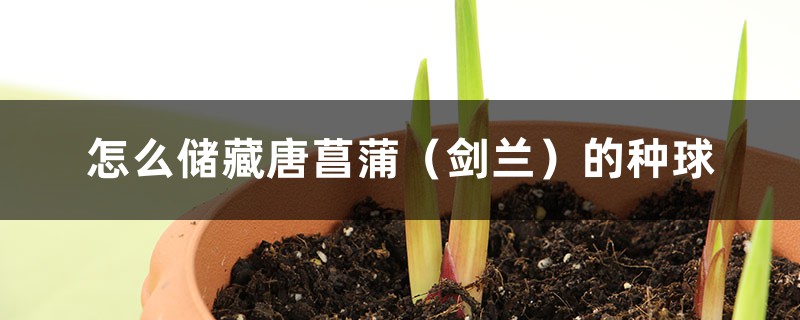 怎么储藏唐菖蒲(剑兰)的种球 怎么储藏唐菖蒲(剑兰)的种球