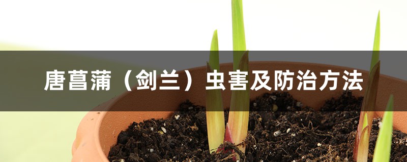 唐菖蒲(剑兰)虫害及防治方法 唐菖蒲(剑兰)虫害及防治方法
