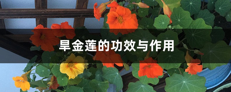 旱金莲的功效与作用 旱金莲的功效与作用