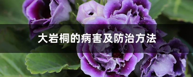 大岩桐的病害及防治方法 大岩桐的病害及防治方法