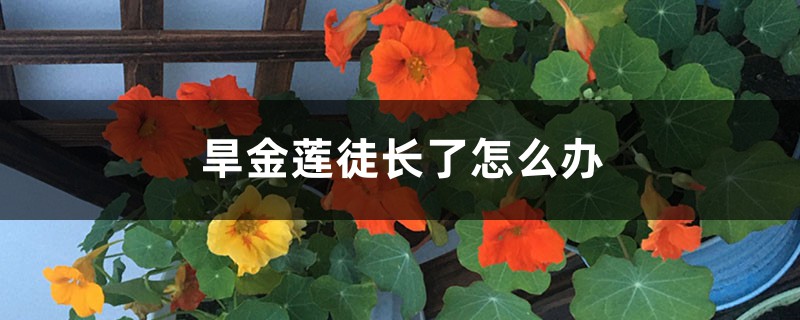旱金莲徒长了怎么办 旱金莲徒长了怎么办