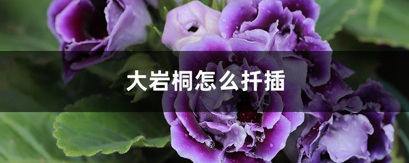 大岩桐怎么扦插 大岩桐怎么扦插