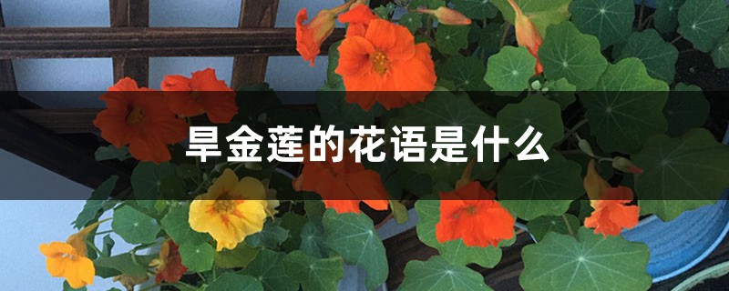 旱金莲的花语是什么 旱金莲的花语是什么