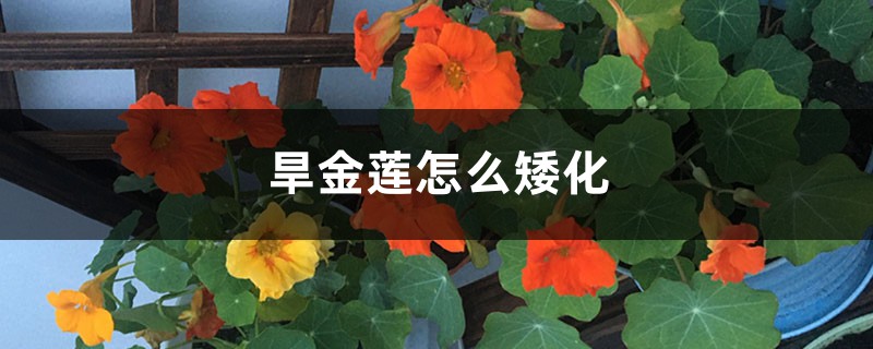 旱金莲怎么矮化 旱金莲怎么矮化