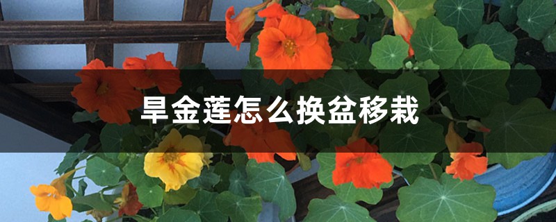 旱金莲怎么换盆移栽 旱金莲怎么换盆移栽