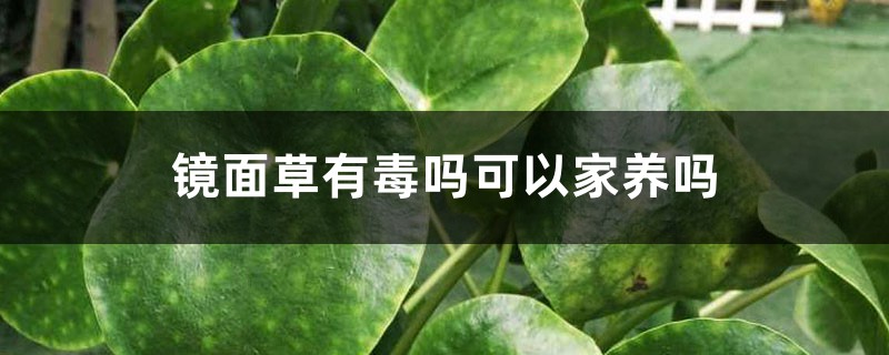 镜面草有毒吗可以家养吗 镜面草有毒吗可以家养吗
