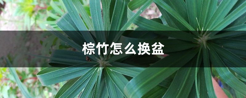 棕竹怎么换盆 棕竹怎么换盆