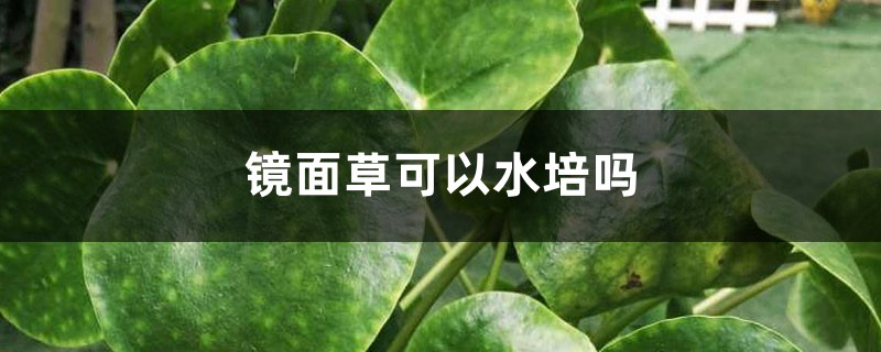 镜面草可以水培吗 镜面草可以水培吗