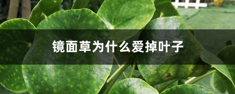 镜面草为什么爱掉叶子 镜面草为什么爱掉叶子