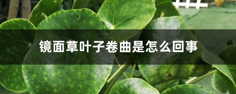 镜面草叶子卷曲是怎么回事 镜面草叶子卷曲是怎么回事