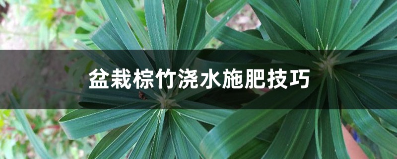 盆栽棕竹浇水施肥技巧 盆栽棕竹浇水施肥技巧