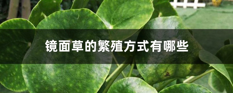 镜面草的繁殖方式有哪些 镜面草的繁殖方式有哪些