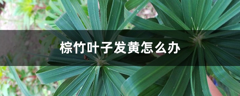 棕竹叶子发黄怎么办 棕竹叶子发黄怎么办