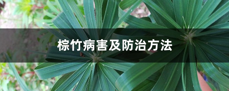 棕竹病害及防治方法 棕竹病害及防治方法