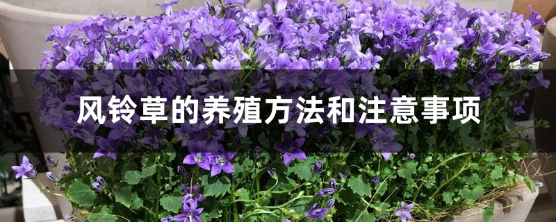 风铃草的养殖方法和注意事项 风铃草的养殖方法和注意事项