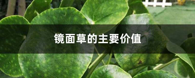 镜面草的主要价值 镜面草的主要价值