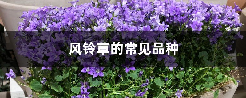 风铃草的常见品种 风铃草的常见品种