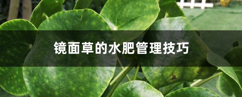 镜面草的水肥管理技巧 镜面草的水肥管理技巧