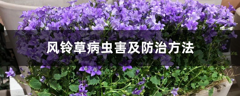 风铃草病虫害及防治方法 风铃草病虫害及防治方法
