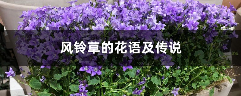 风铃草的花语及传说 风铃草的花语及传说