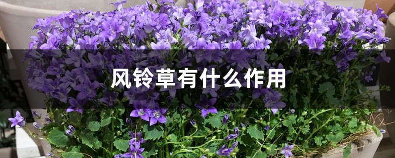 风铃草有什么作用 风铃草有什么作用