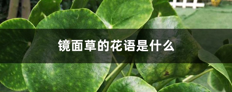镜面草的花语是什么 镜面草的花语是什么