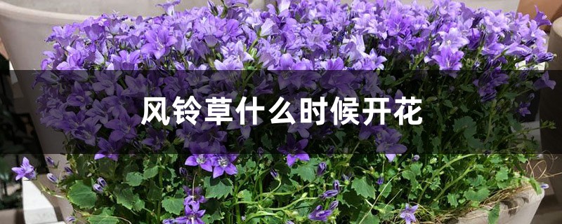风铃草什么时候开花 风铃草什么时候开花