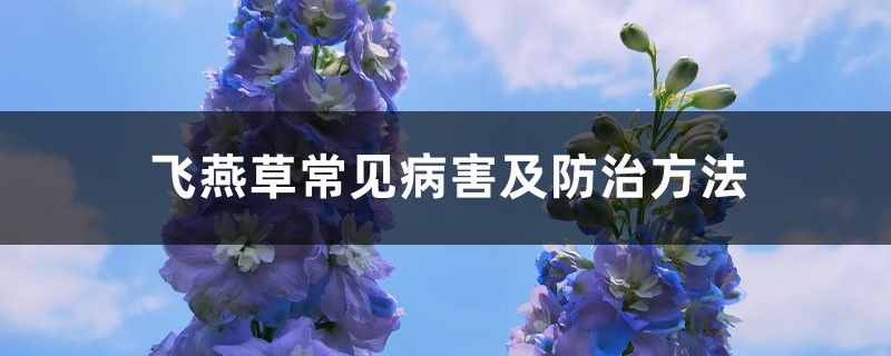 飞燕草常见病害及防治方法 飞燕草常见病害及防治方法
