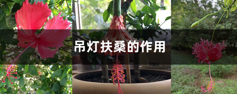 吊灯扶桑的作用 吊灯扶桑的作用