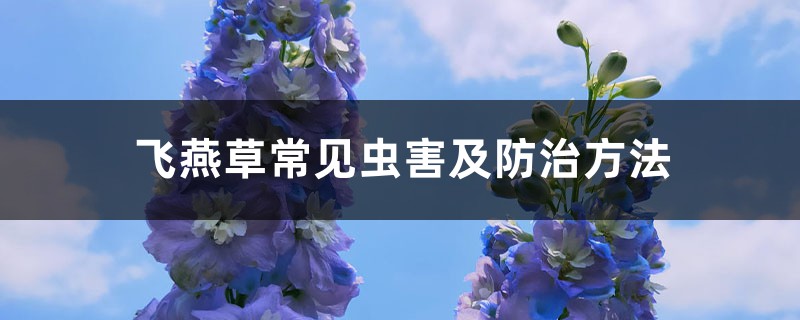 飞燕草常见虫害及防治方法 飞燕草常见虫害及防治方法