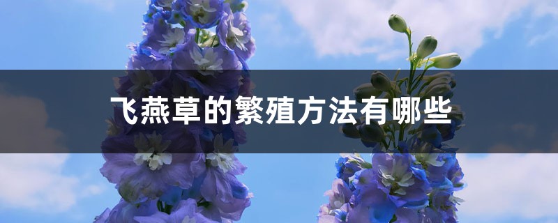 飞燕草的繁殖方法有哪些 飞燕草的繁殖方法有哪些