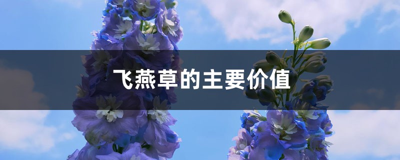 飞燕草的主要价值 飞燕草的主要价值