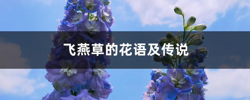 飞燕草的花语及传说 飞燕草的花语及传说