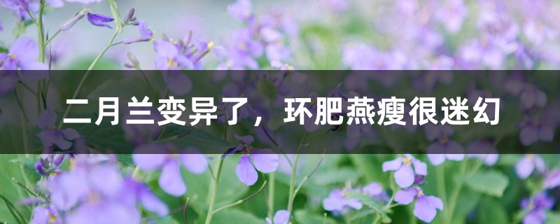 二月兰变异了,环肥燕瘦很迷幻 二月兰变异了,环肥燕瘦很迷幻