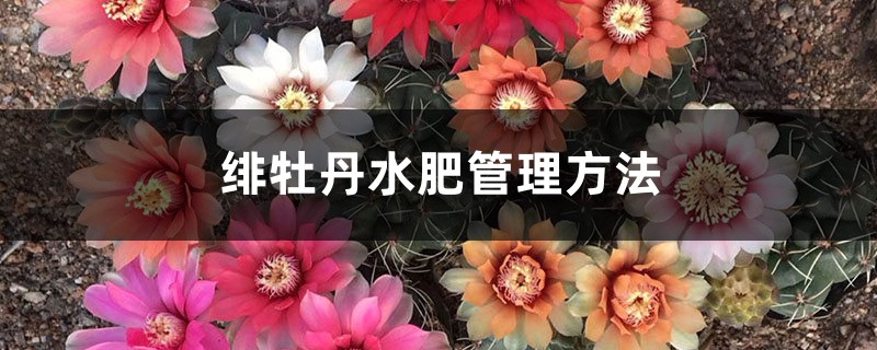 绯牡丹水肥管理方法 绯牡丹水肥管理方法