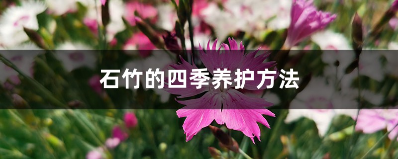 石竹的四季养护方法 石竹的四季养护方法