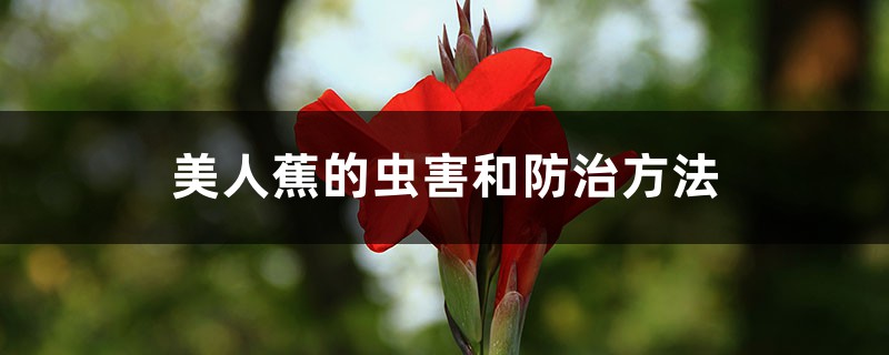 美人蕉的虫害和防治方法 美人蕉的虫害和防治方法
