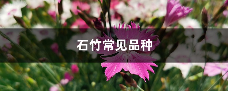 石竹常见品种 石竹常见品种