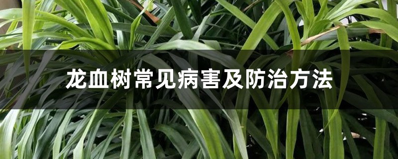 龙血树常见病害及防治方法 龙血树常见病害及防治方法