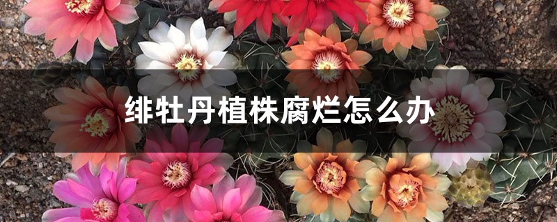 绯牡丹植株腐烂怎么办 绯牡丹植株腐烂怎么办