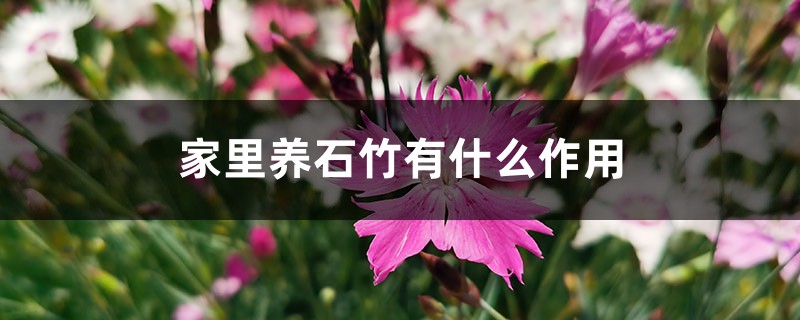 家里养石竹有什么作用 家里养石竹有什么作用