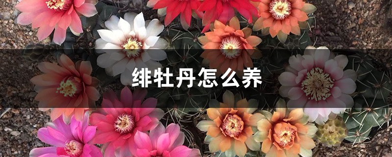 绯牡丹怎么养 绯牡丹怎么养