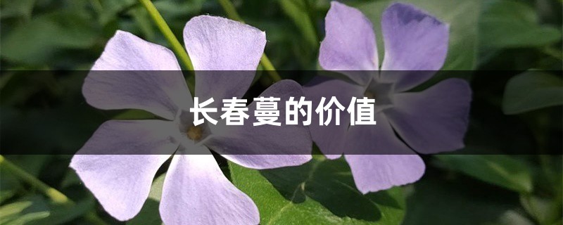 长春蔓的价值 长春蔓的价值