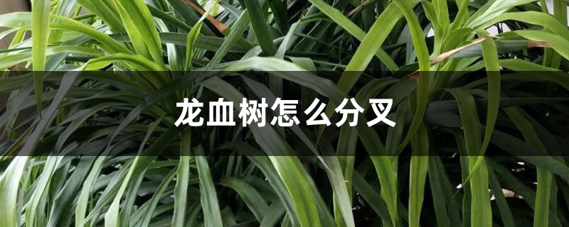 龙血树怎么分叉 龙血树怎么分叉