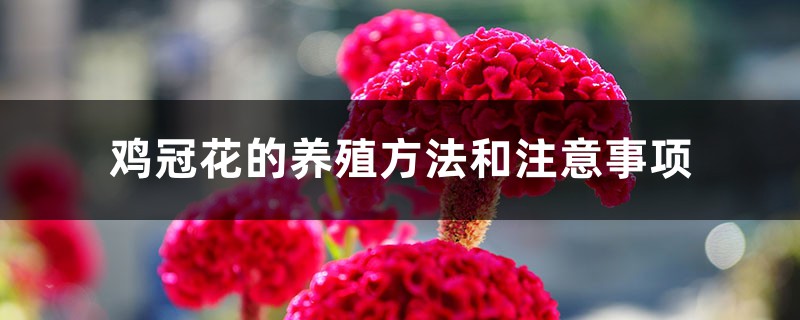 鸡冠花的养殖方法和注意事项 鸡冠花的养殖方法和注意事项